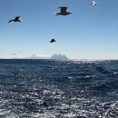 Bortersia Sørvågen